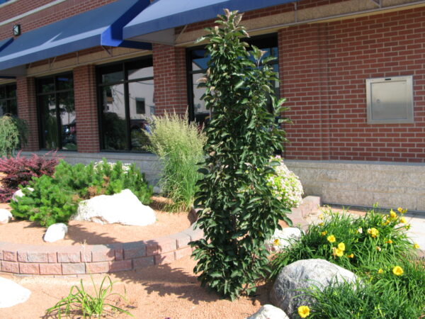 Malus x Emerald Spire®
