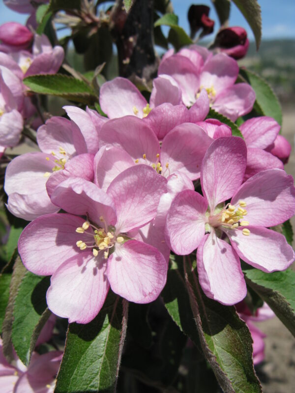 Malus x Emerald Spire® - Image 2