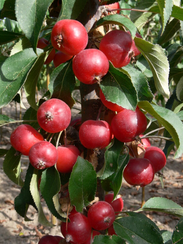 Malus x Emerald Spire® - Image 3