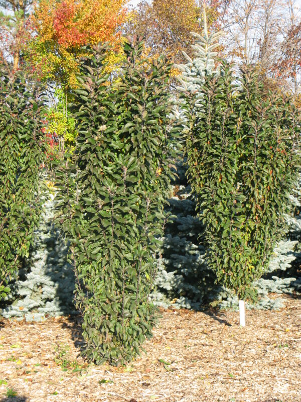 Malus x Emerald Spire® - Image 4