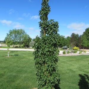 Malus x Green Wall®