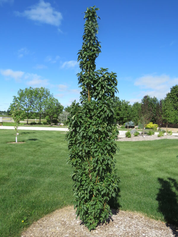 Malus x Green Wall®
