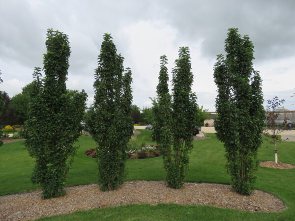 Malus x Green Wall® - Image 4