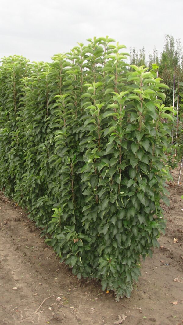 Malus x Green Wall® - Image 2