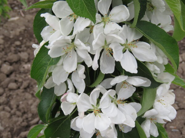 Malus x Green Wall® - Image 3