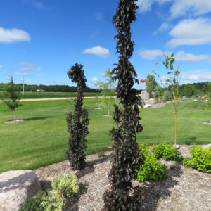 Malus x Midnite Spire®
