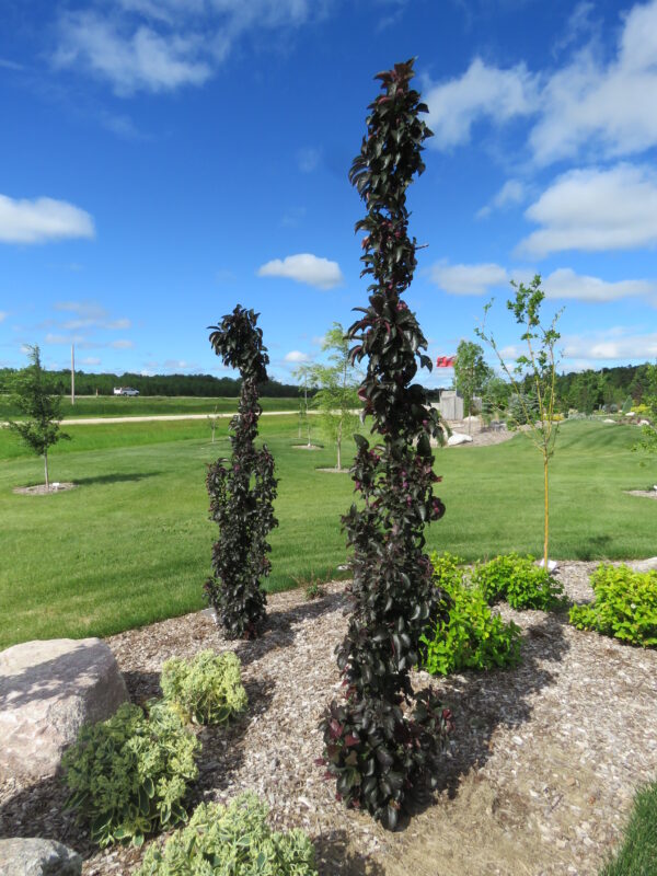 Malus x Midnite Spire®