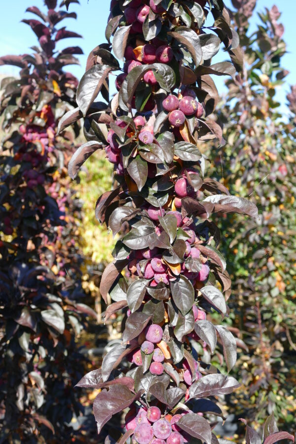 Malus x Midnite Spire® - Image 4