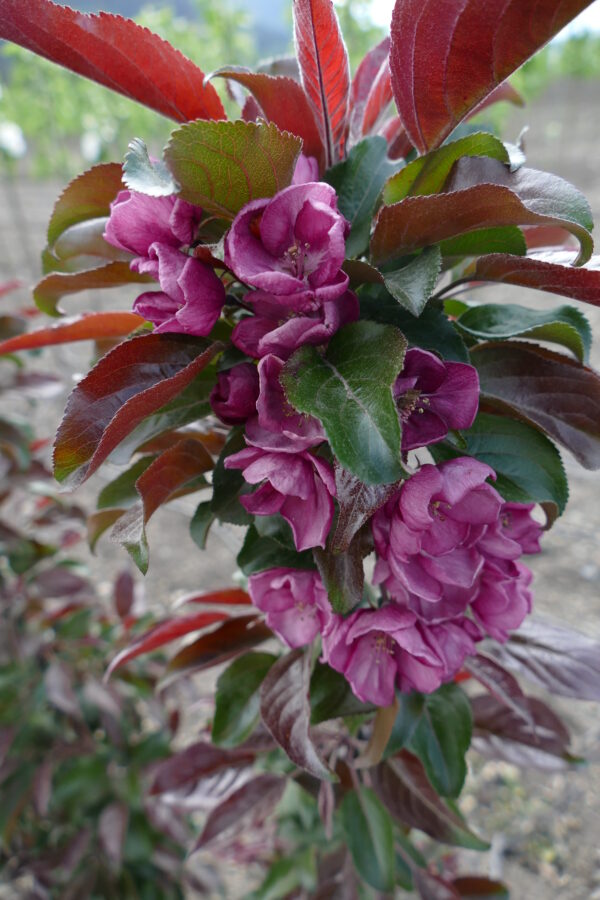 Malus x Midnite Spire® - Image 3