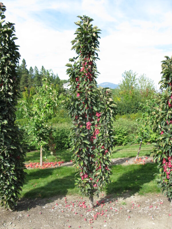Malus x Purple Spire® - Image 6