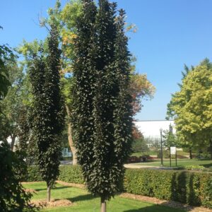 Malus x Purple Spire®