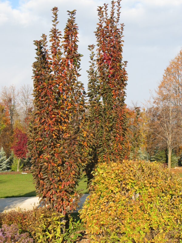 Malus x Purple Spire® - Image 2