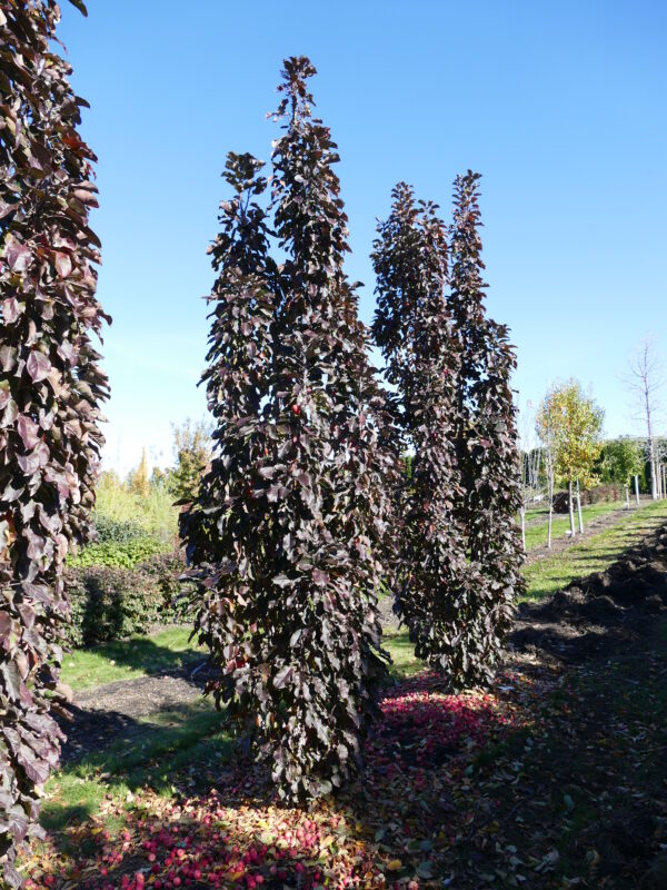 Malus x Purple Spire® - Image 4