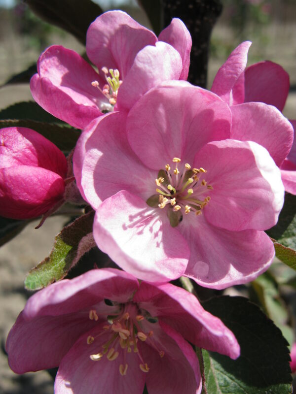 Malus x Purple Spire® - Image 5