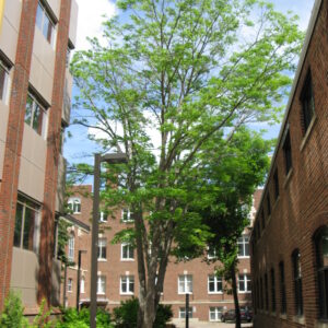 Phellodendron amurense