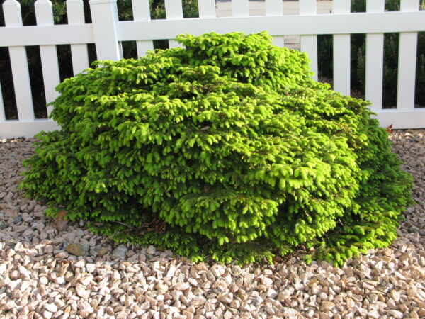 Picea abies Little Gem - Image 2