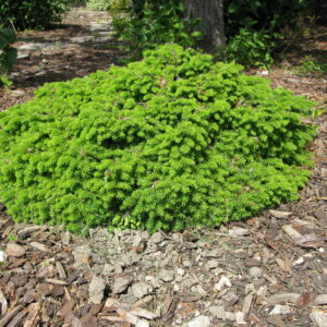 Picea abies Little Gem