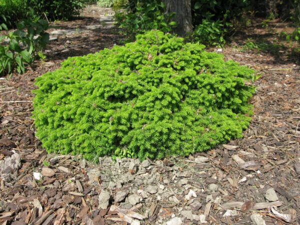 Picea abies Little Gem