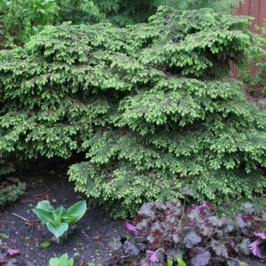 Picea abies Nidiformis