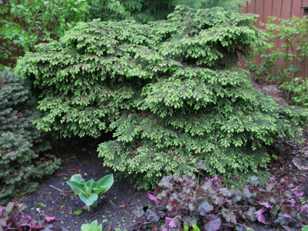 Picea abies Nidiformis