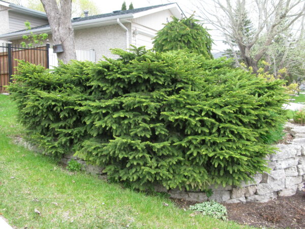 Picea abies Nidiformis - Image 5