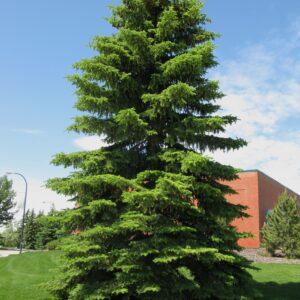 Picea glauca