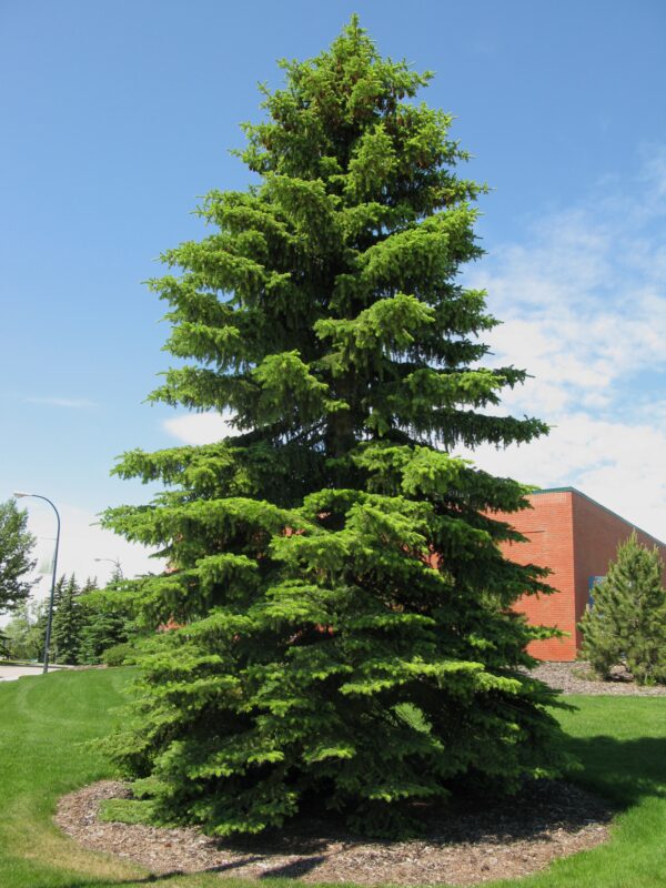 Picea glauca