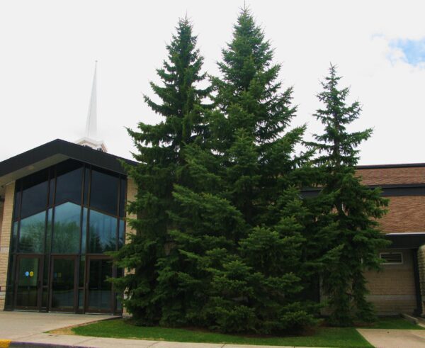 Picea glauca - Image 4