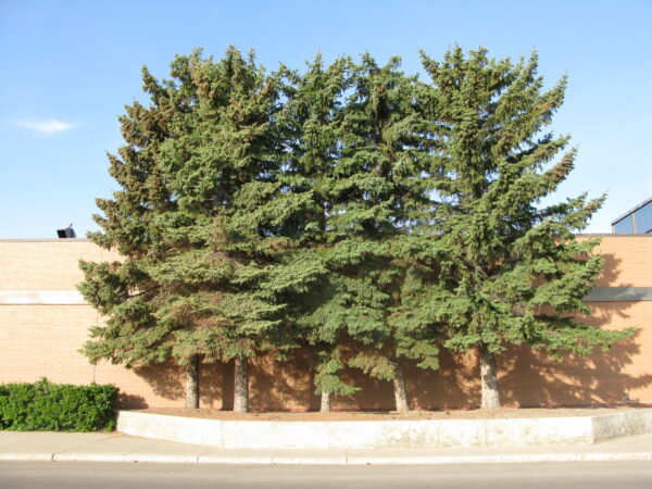 Picea glauca - Image 2