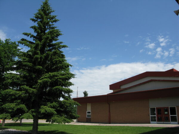Picea glauca - Image 3