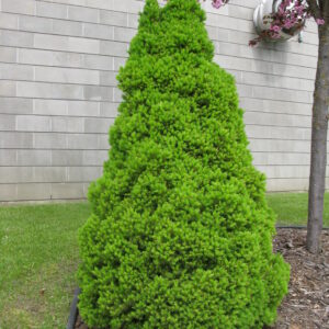 Picea glauca Conica