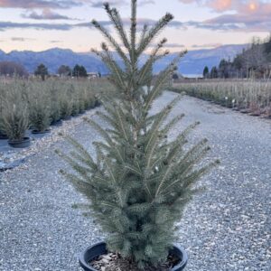 Picea glauca Montrose Charm