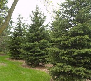 Picea glauca densata Black Hills
