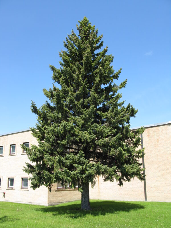 Picea pungens - Image 3