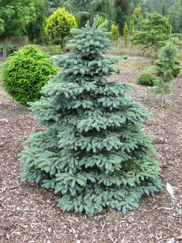 Picea pungens - Image 2