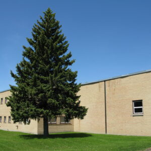 Picea pungens