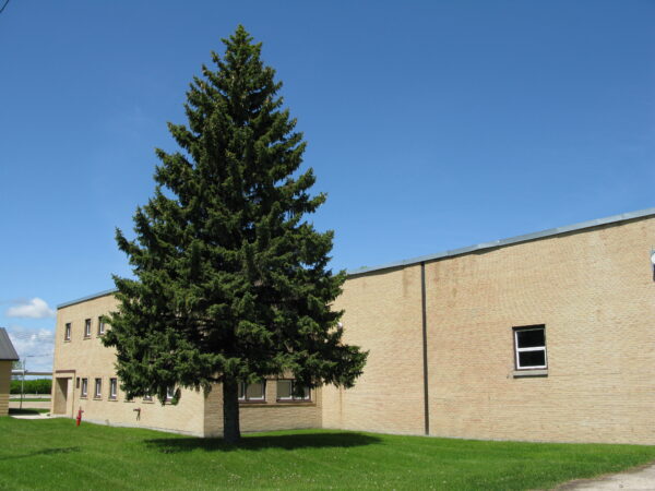 Picea pungens