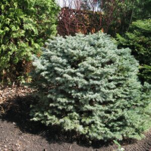 Picea pungens Bylands™ Blue Dwarf