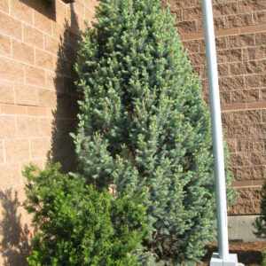 Picea pungens Fastigiata