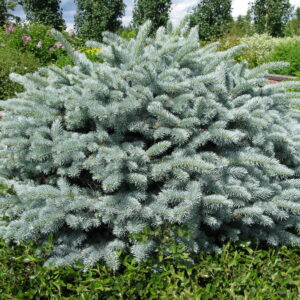 Picea pungens Globosa