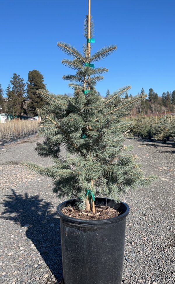 Picea pungens - Image 4