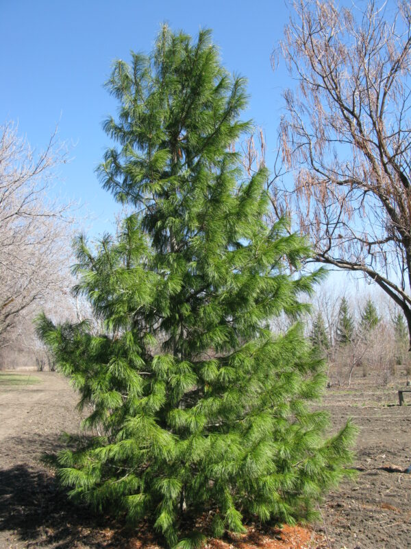 Pinus cembra