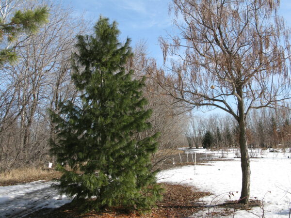 Pinus cembra - Image 5