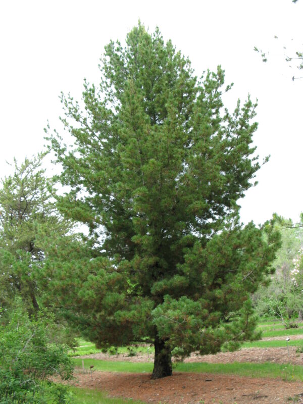 Pinus cembra - Image 3