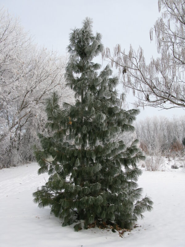 Pinus cembra - Image 4