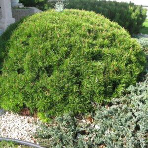 Pinus mugo Pumilio