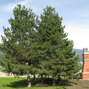 Pinus ponderosa