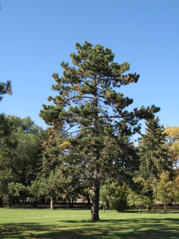 Pinus ponderosa - Image 3