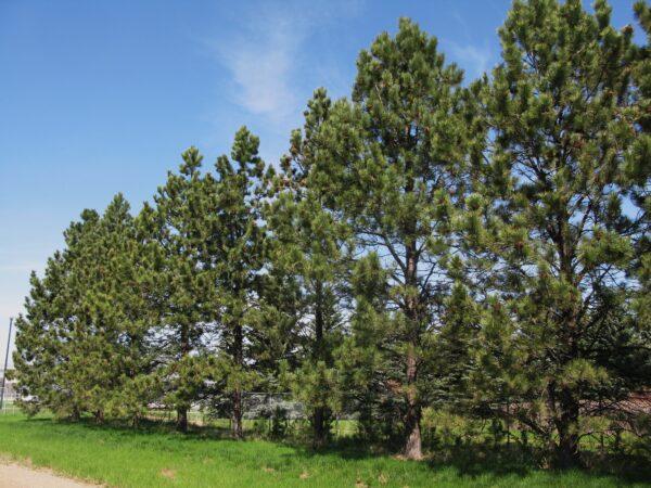 Pinus ponderosa - Image 2