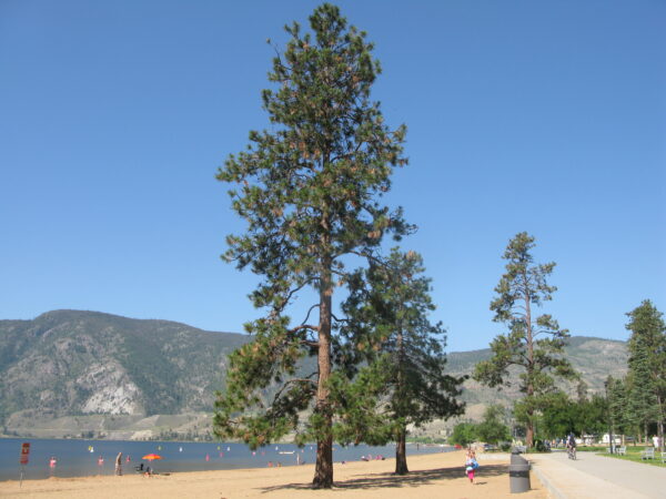Pinus ponderosa - Image 4